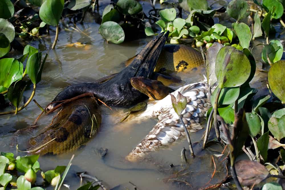 This is an anaconda eating a large bird.