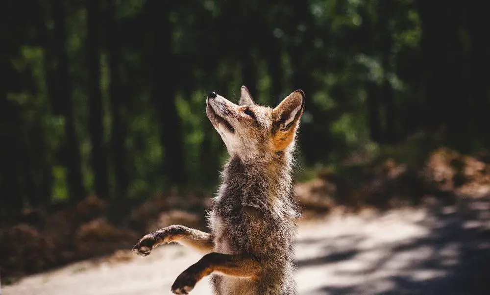 This is a close look at a fox standing on its hind legs.