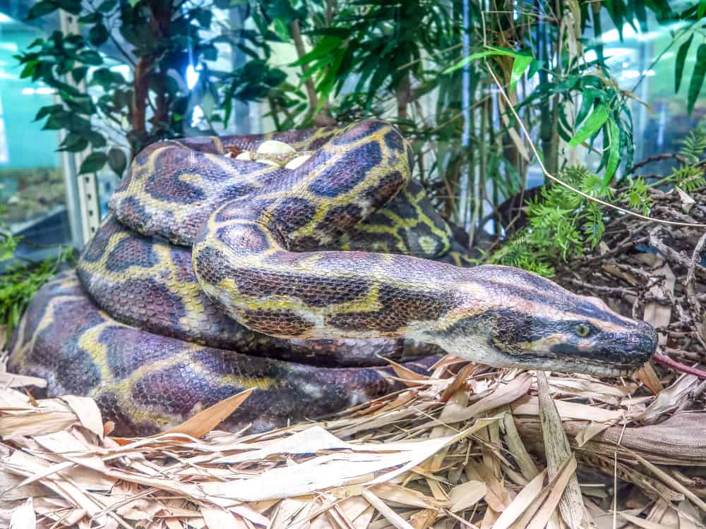 This is an anaconda guarding her eggs.