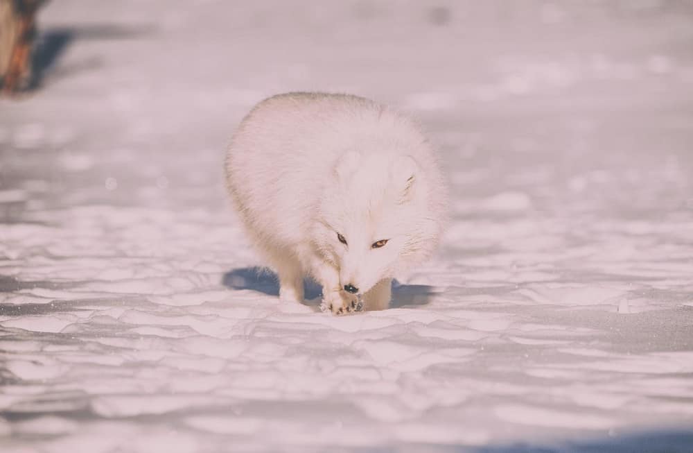 This is an arctic fox walking on snow.