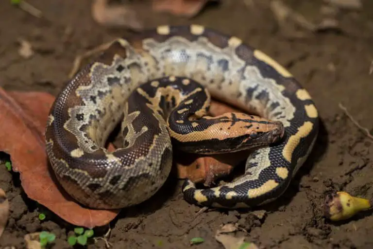 41 Different Types of Pythons - NatureNibble