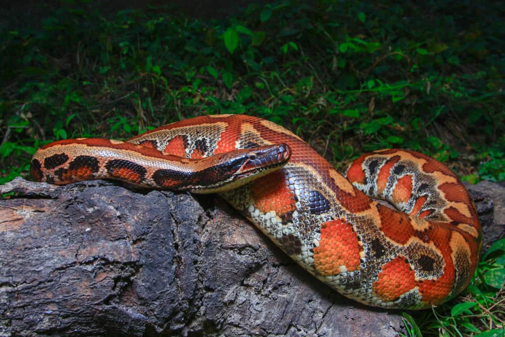 This is the Sumatran Red Blood Python Curtus on a rock.