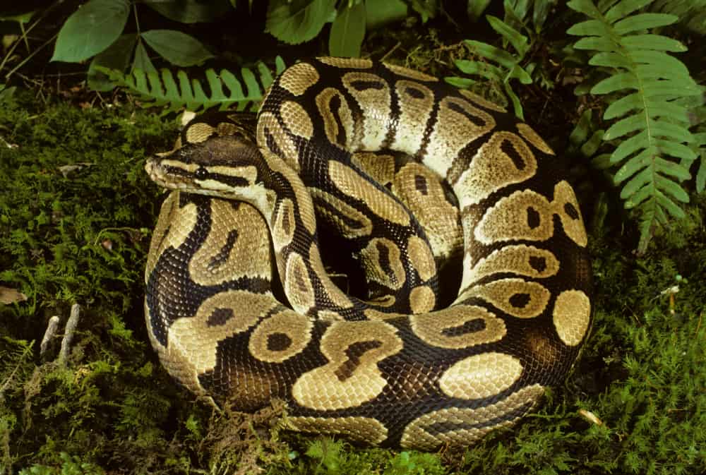 This is a Ball Python coiled on the forest floor.