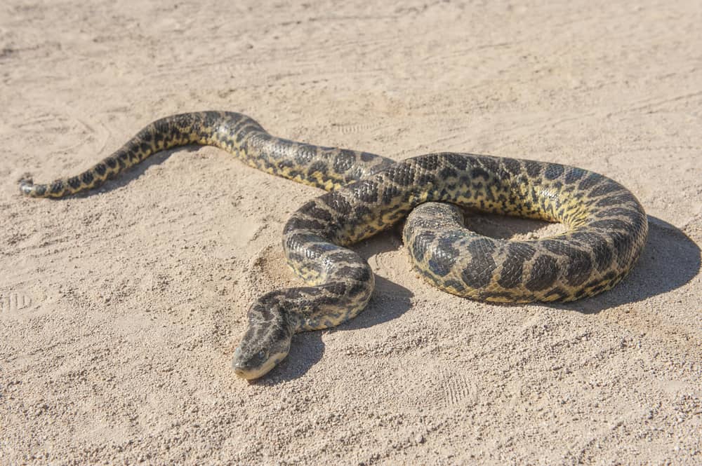 This is an African Rock Python on a desert landscape.