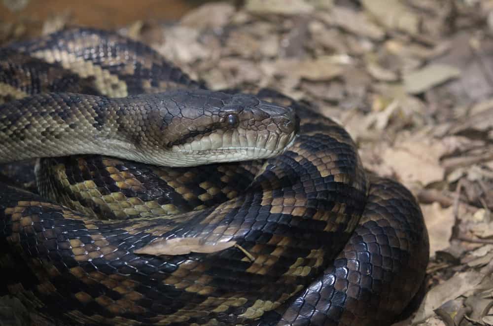 This is a close look at a coiled Amethystine Python.