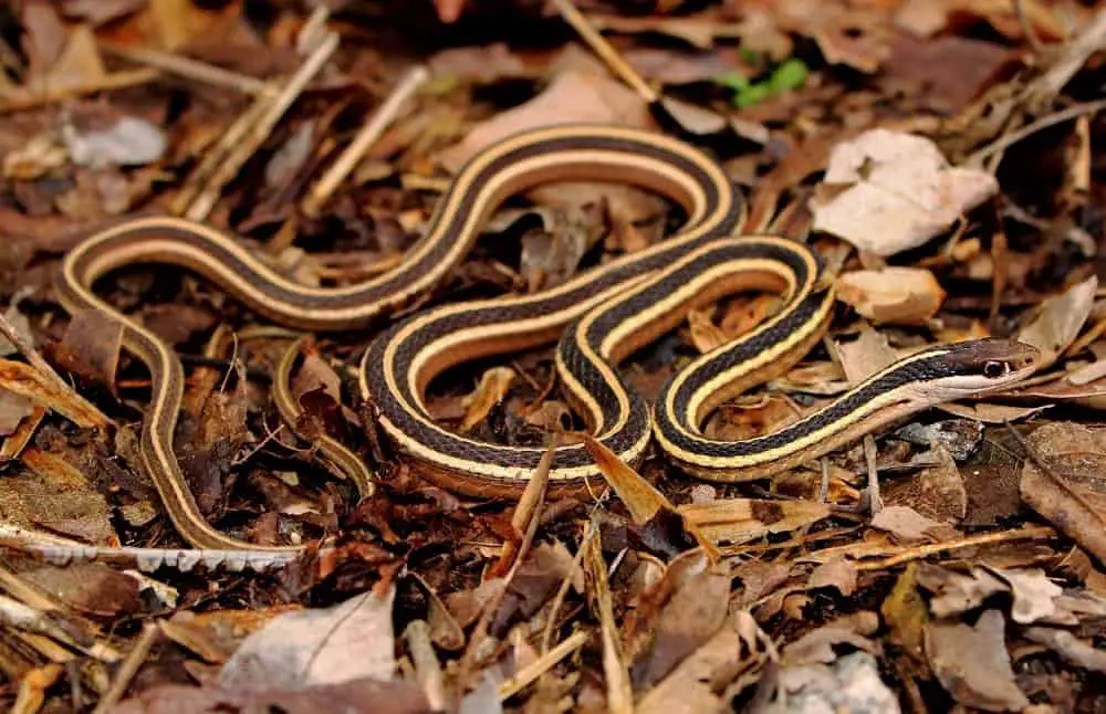 This is the Common Garter Snake travelling on the ground.