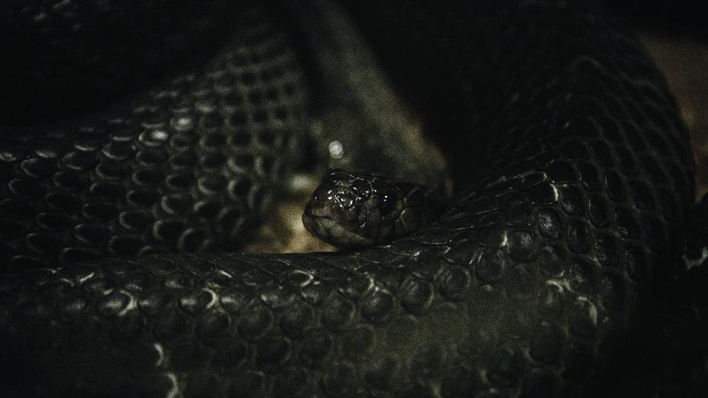 This is a close look at the Mexican Black Kingsnake.