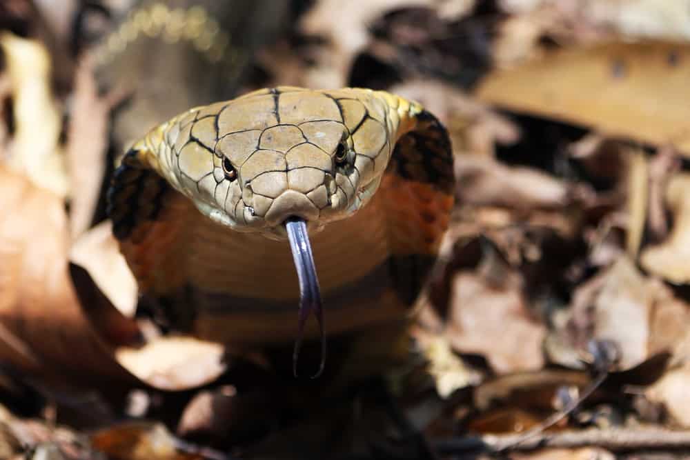 This is a close look at a king cobra.
