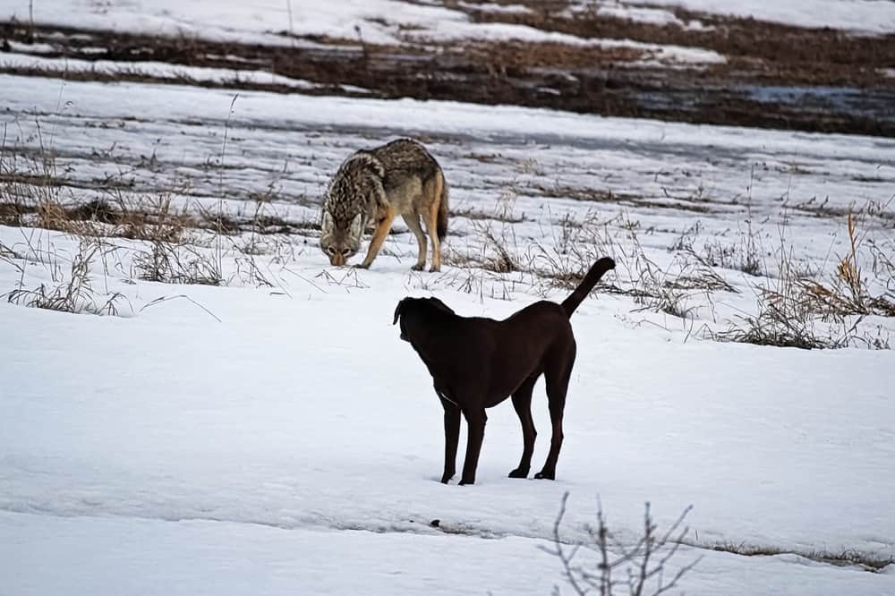 A domesticated dog and a coyote at a snowy landscape.