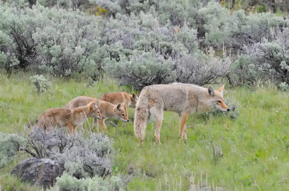 This is a coyote mother with her pups.