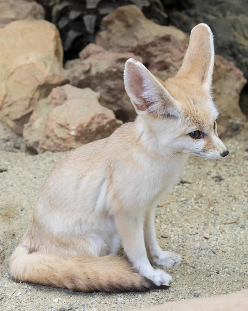 This is a fennec fox on a sandy terrain sitting.