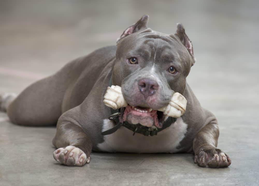 This is a pitbull with a chewtoy.