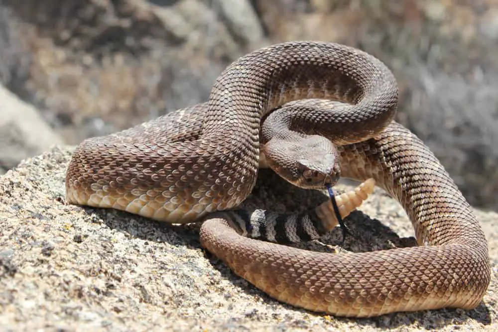 This is a red diamond crotalus rattlesnake poised to strike.