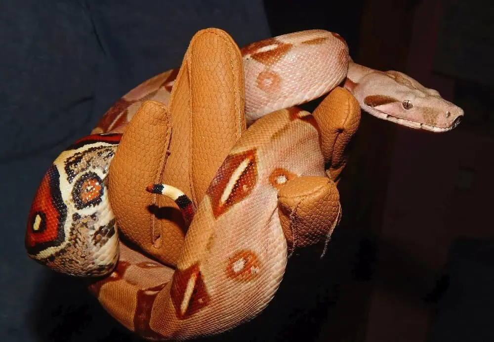 This is a coiled up Red-Tailed Boa Constrictor.