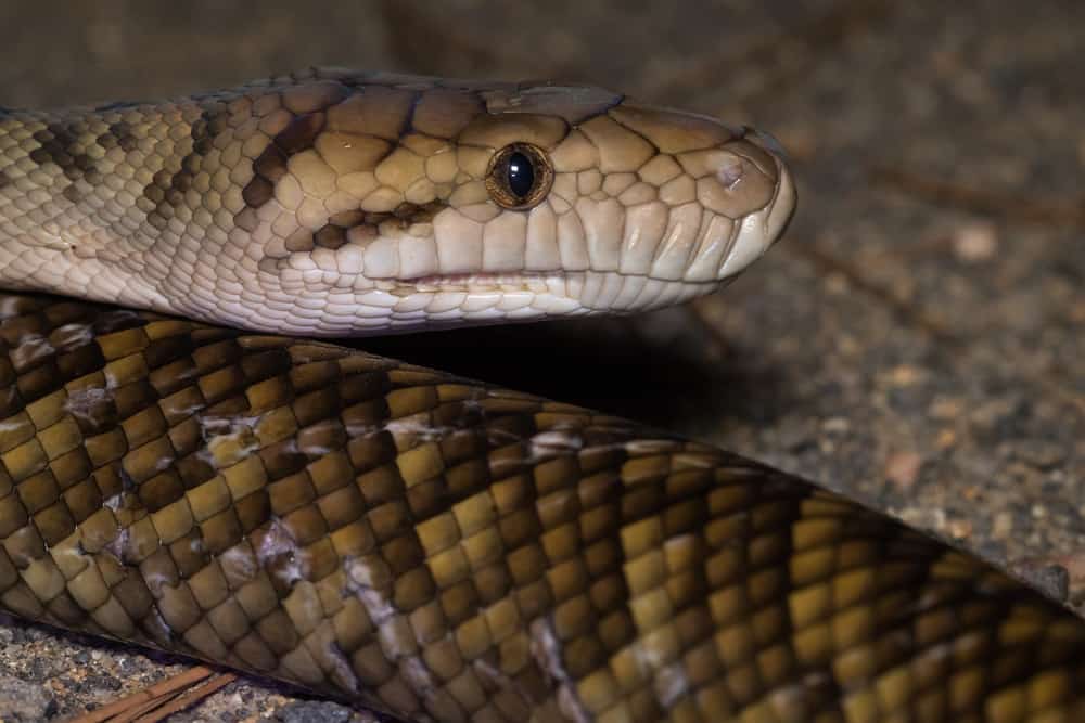 This is a close look at a Australian Scrub Python.