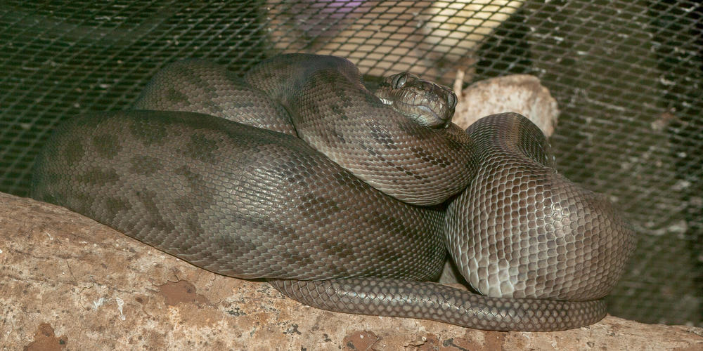 This is a close look at a captive Oenpelli Rock Python.