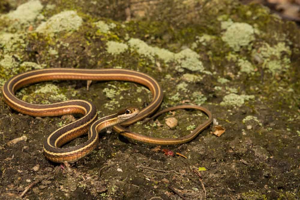 This is a coiled Eastern Ribbon Snake (Thamnophis saurita) on a rock.