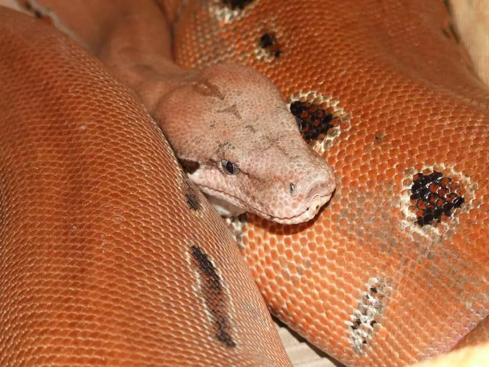 This is a close look at a Brazilian Amarali boa constrictor.