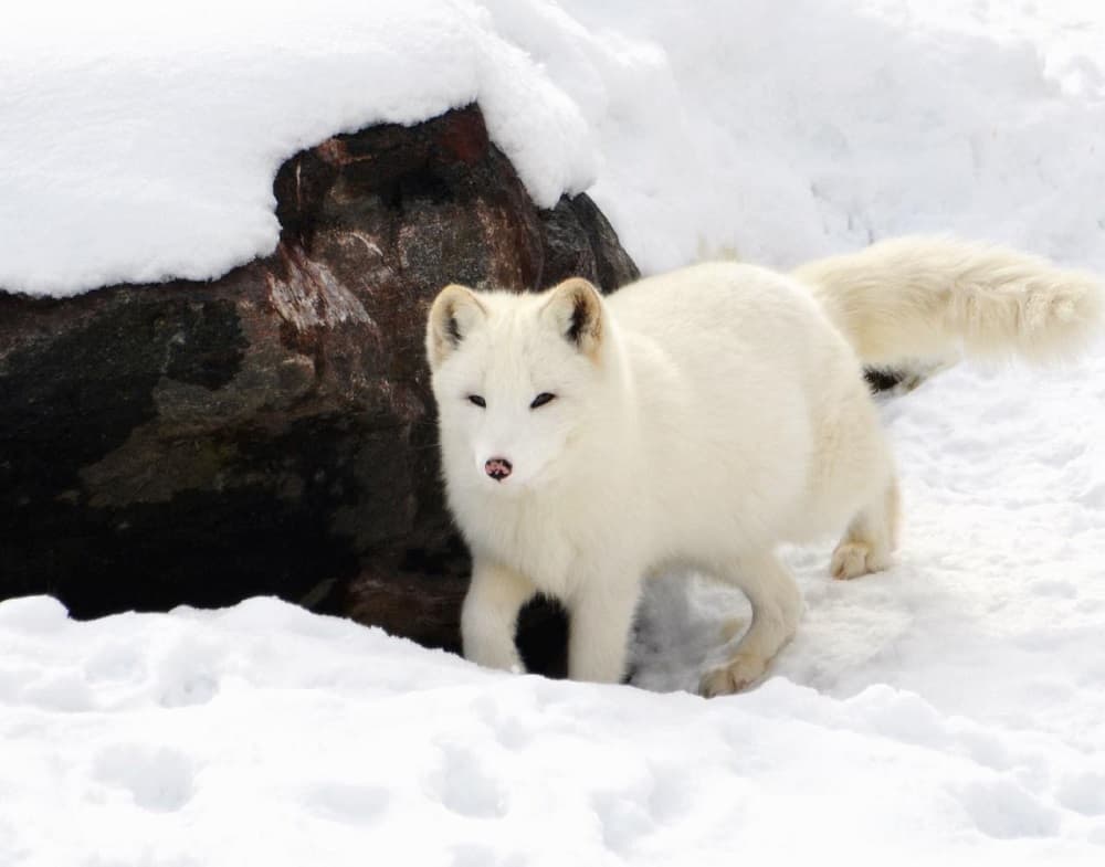 This is a white arctic fox on a snowy terrain.
