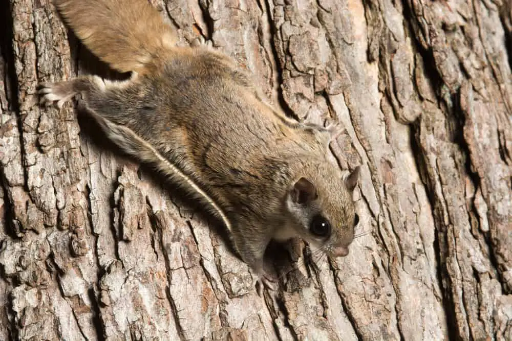 This is a flying squirrel on a tree trunk.