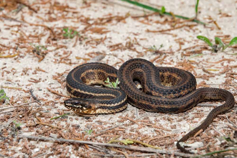 This is a coiled gulf Saltmarsh Water Snake on the ground.