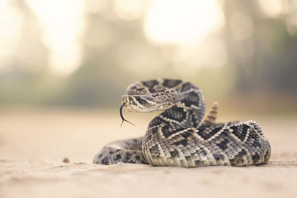 This is a close look at a Eastern Diamondback Rattlesnake.