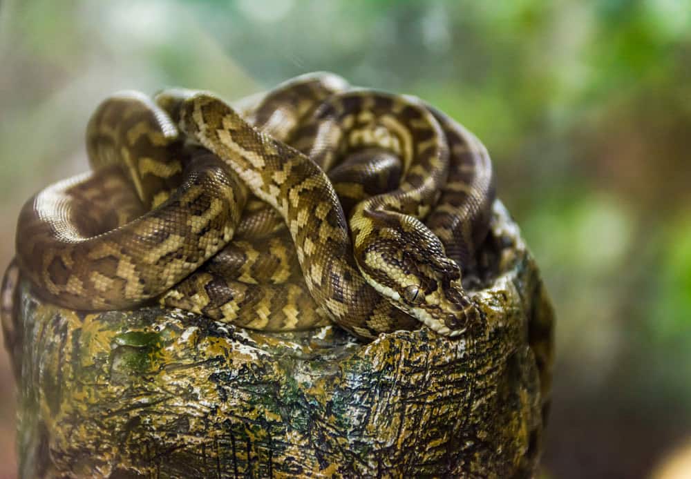 This is a close look at a Antaresia maculosa or spotted python.