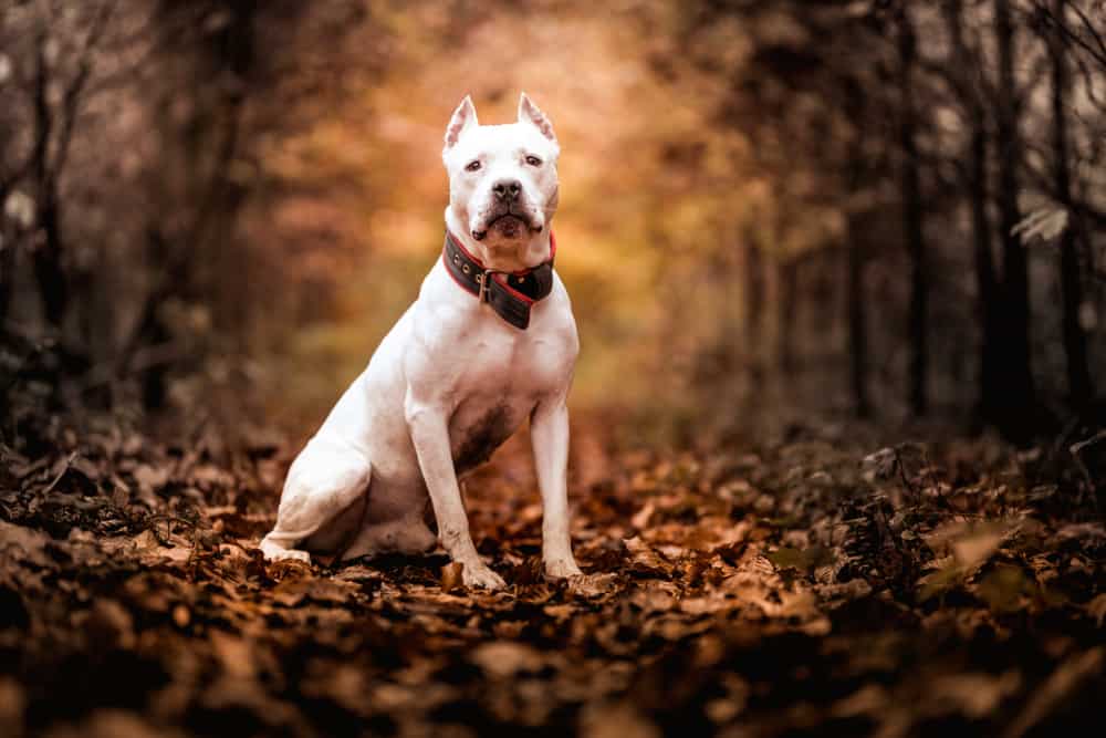 This is a white American pitbull.