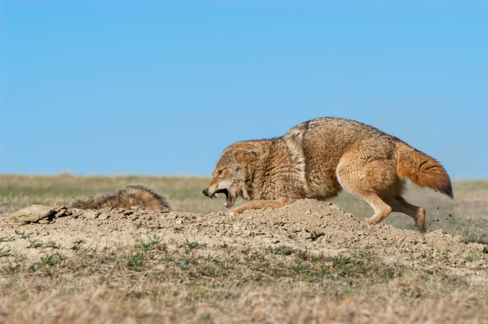 This is a coyote on the attack.