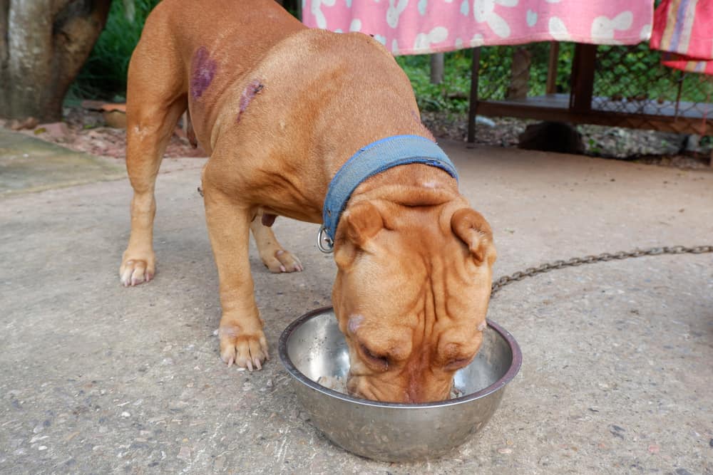 This is a pitbull eating from its bowl.