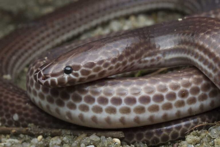 2 Types of Sunbeam Snakes NatureNibble
