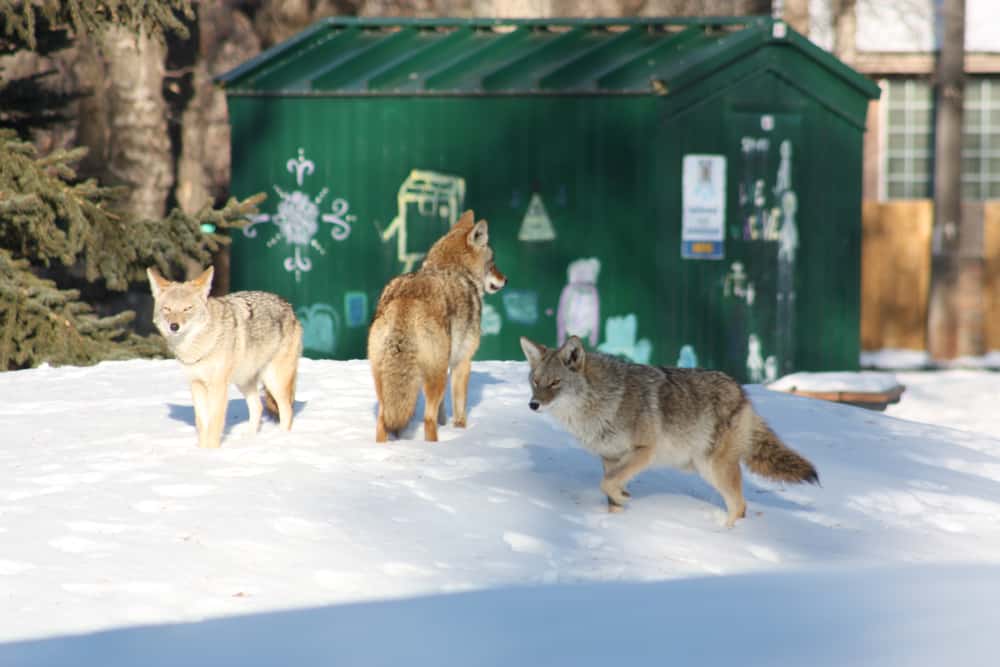 A group of coyotes scavenging at an urban area.