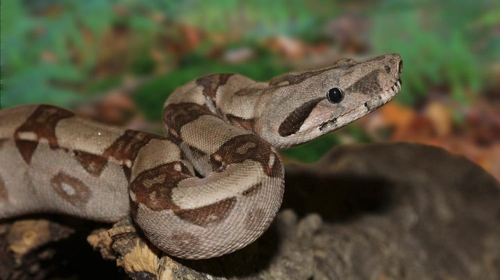 This is an imperator boa constrictor coiled.