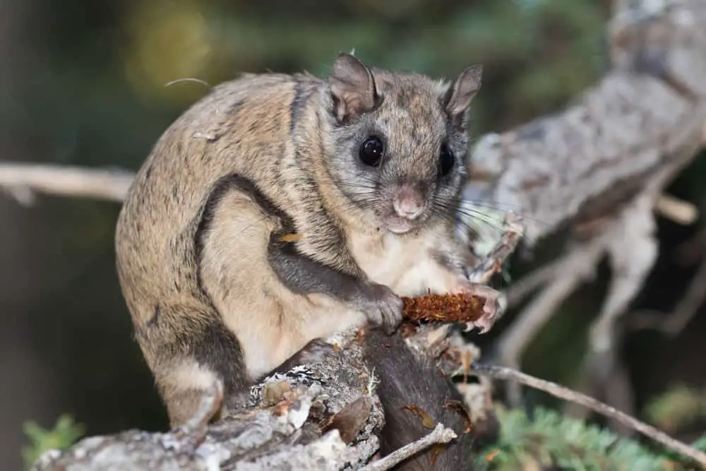 This is a Northern flying squirrel eating.