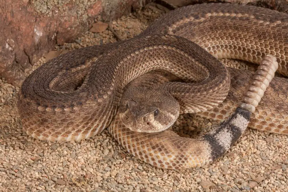 This is a close look at a Western Diamondback rattlesnake.