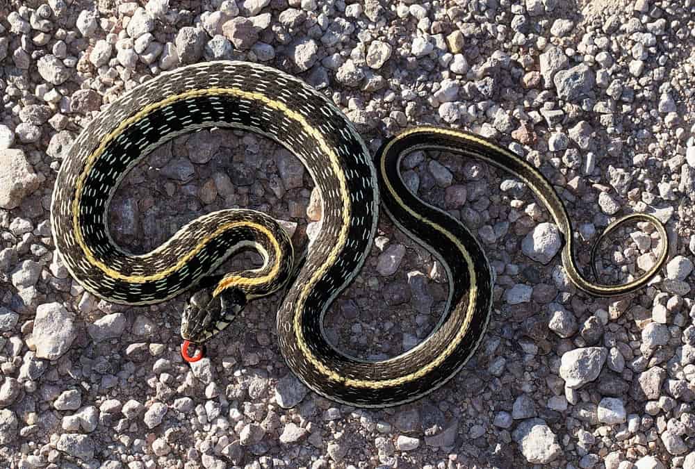 This is a Black-necked Garter Snake on a gravelly ground.