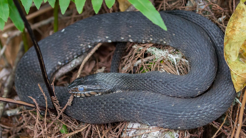 This is a close look at a banded Southern Water Snake coiled on ground.