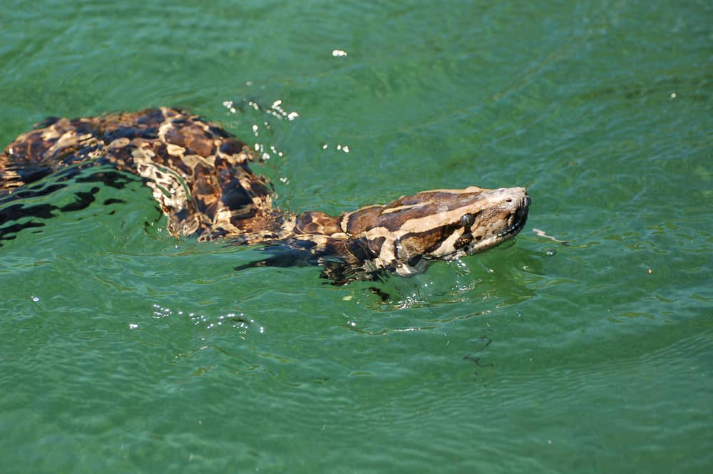 This is a Burmese python swimming.