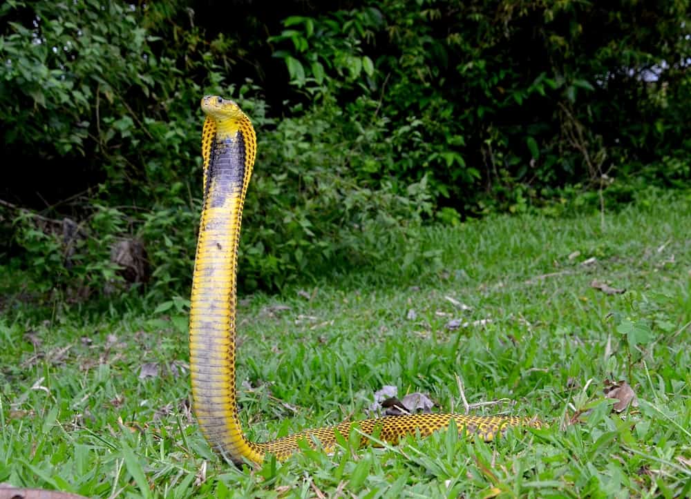 This is a Philippine Cobra at a grassland.