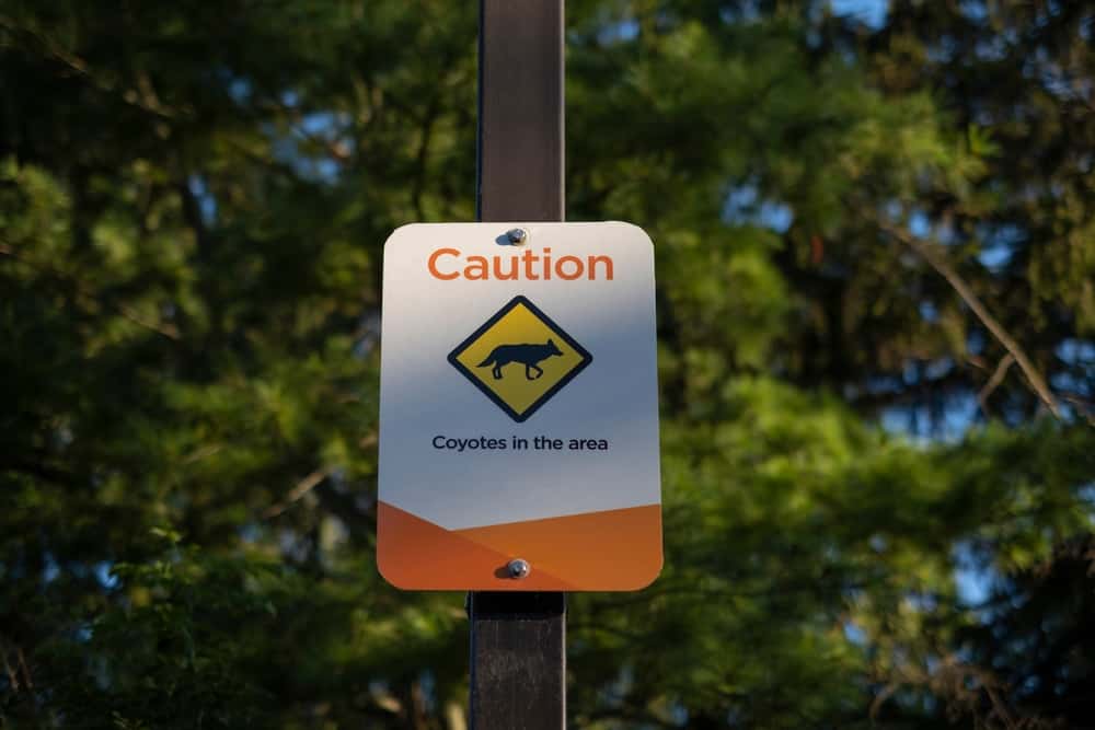 This is a signage that warns of coyote presence.