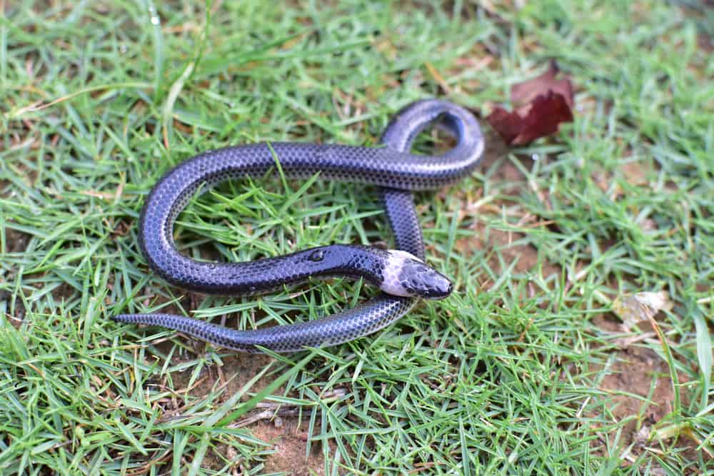 This is a sunbeam snake from Thailand on a grass lawn.