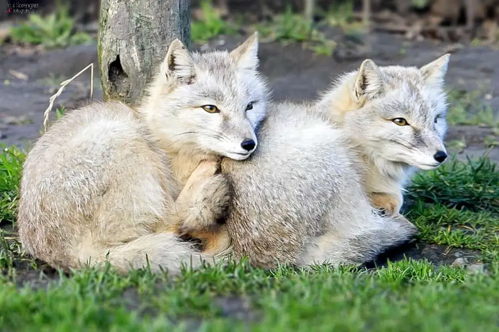 These are a couple of Corsac Foxes resting under a tree huddled together.