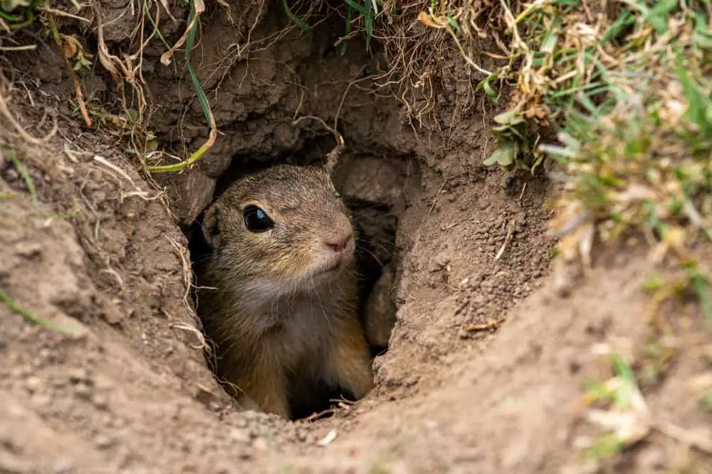 This is a ground squirrel protecting its burrow.