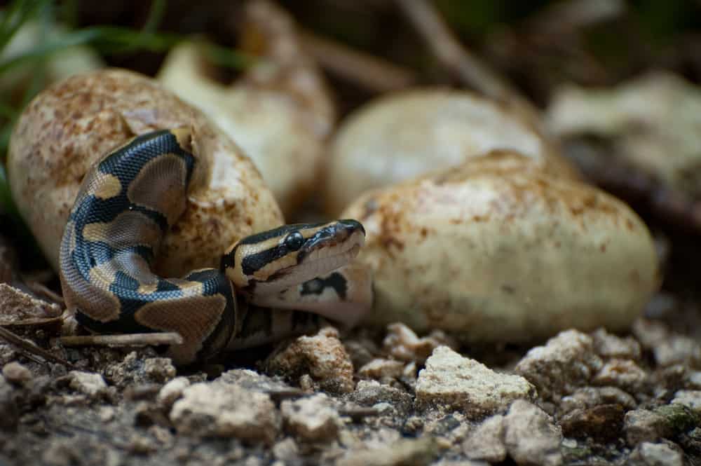 These are pythons hatching from their eggs.