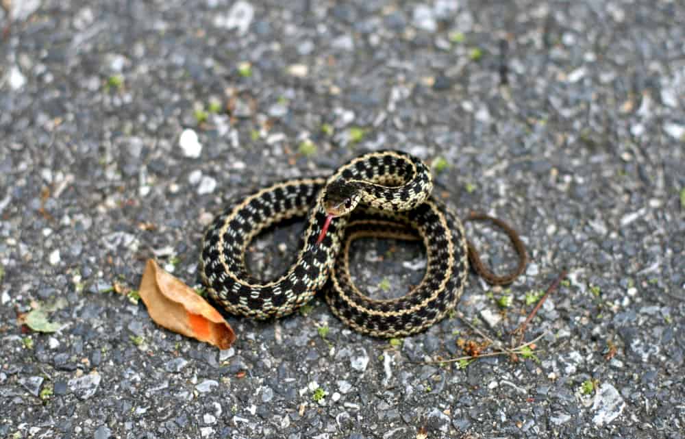 This is a Checkered Garter Snake coiled on the ground.