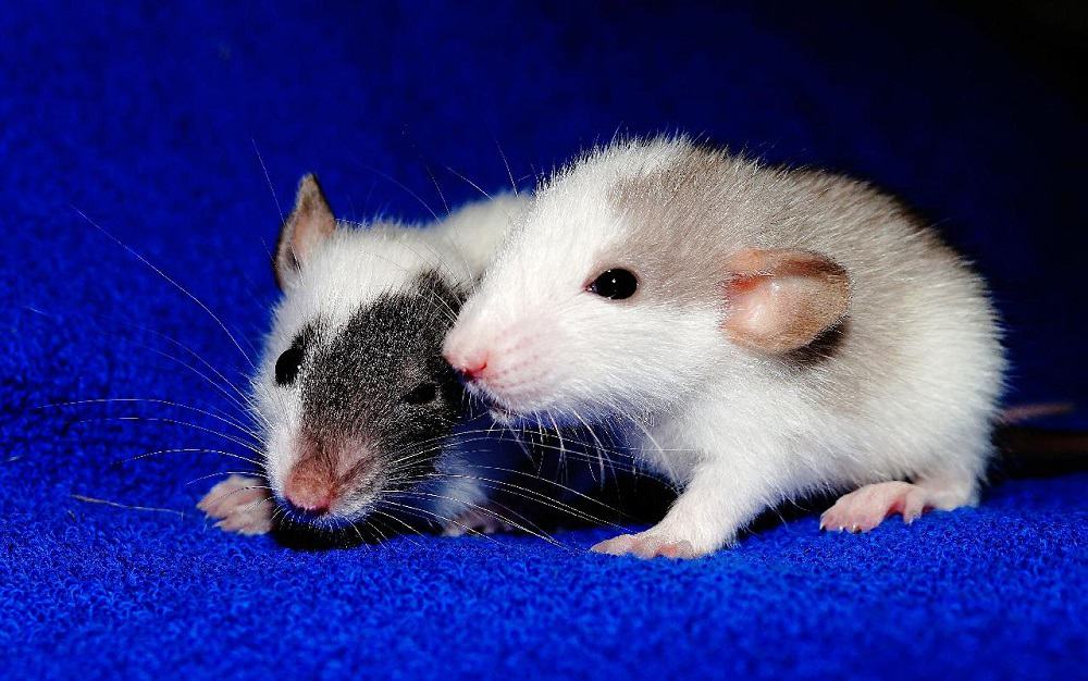 These are a couple of fuzzy mice for snake feed.