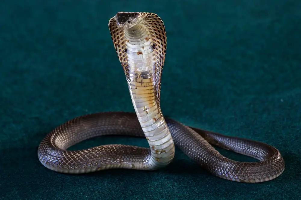 9 Different Types of King Cobra Snakes - NatureNibble