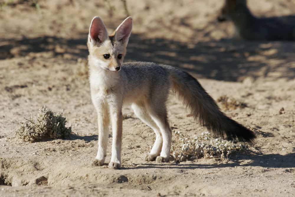 This is a young Cape Fox cub in South Africa sniffing for food.