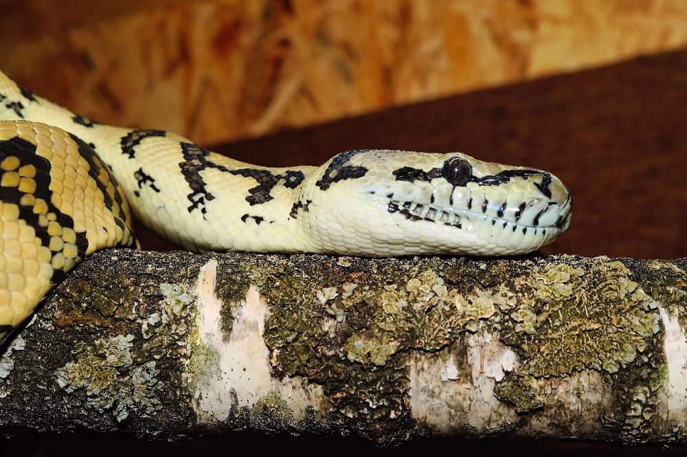 This is an Orton’s Boa Constrictor on a tree branch.