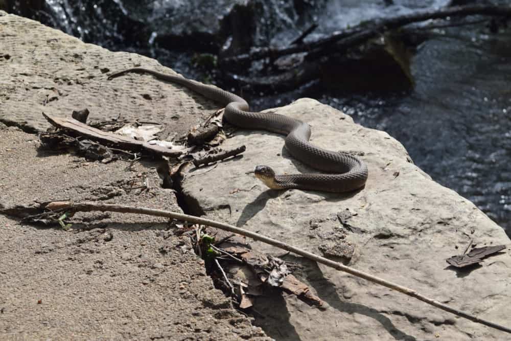 This is a Plain-bellied water snake slithering by the water.